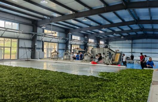 中国铁塔：产业帮扶 让大山深处有了富民产业