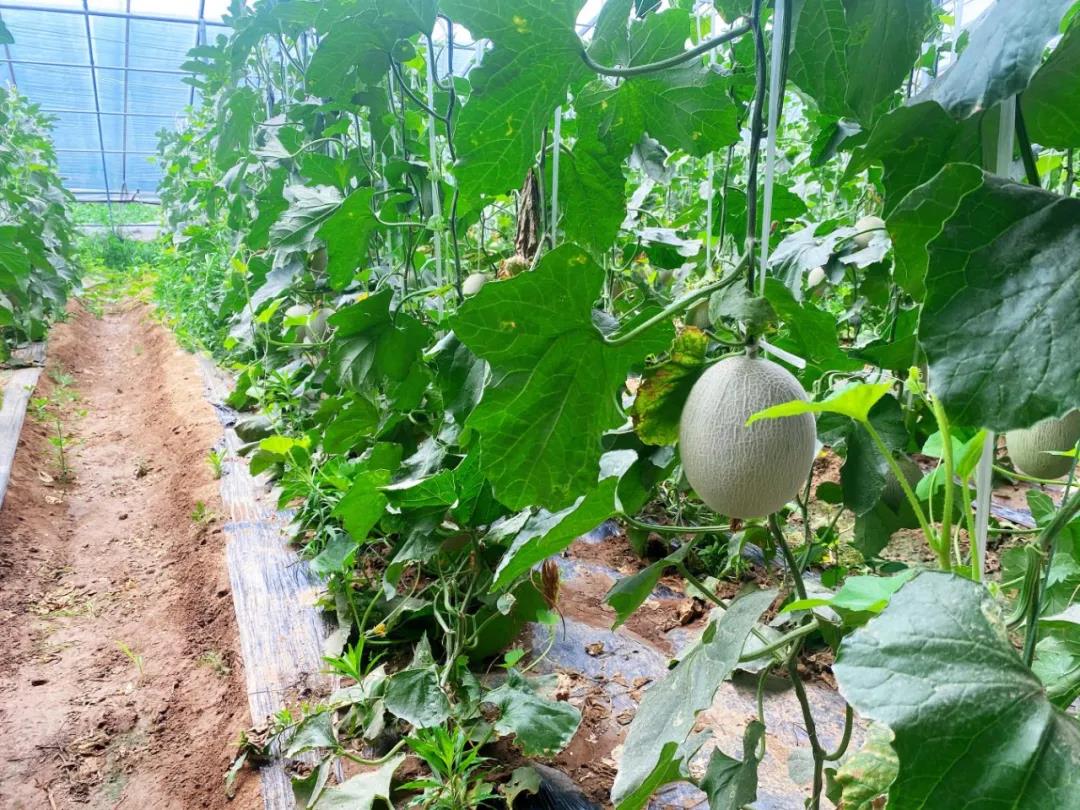 济宁曲阜陵城的小小西红柿映出“别样红”，拓宽了村民致富路