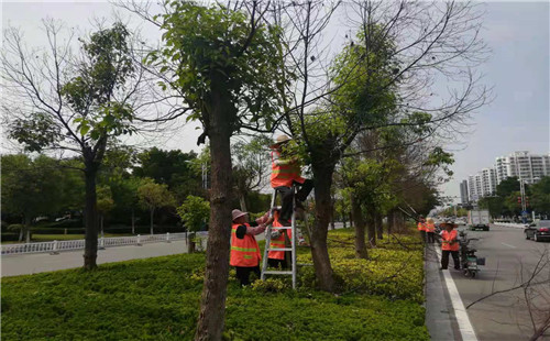 香樟修剪焕发新生机