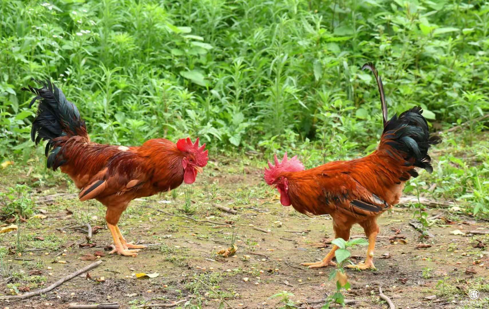 不远千里 只为那只住在仙境的鸡