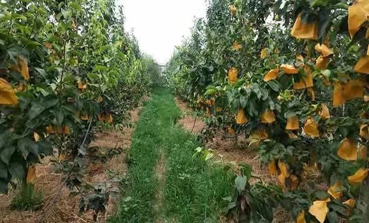 济宁梁山凤凰山生态农业种植专业合作社荣获国家农民合作社示范社称号