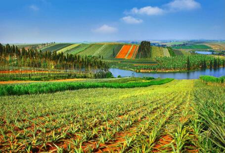 广东省农业高质量发展板交出“中期答卷”