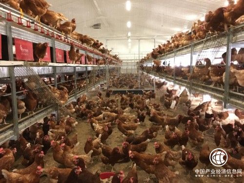 中国首个“百万羽非笼养蛋鸡”项目启动 