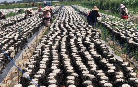 兰陵县南桥镇：木耳丰收采摘忙齐心协力奔小康