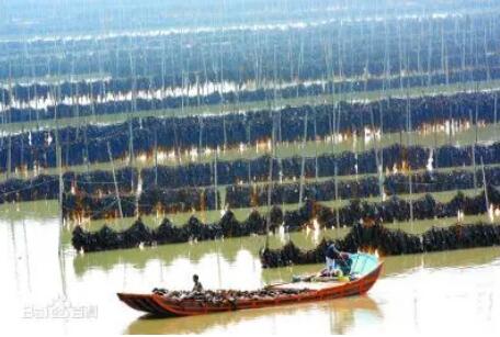 福建省海带产量连续20年全国第一