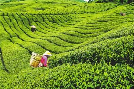 国家生态文明试验区贵州“绿色经济”持续增长