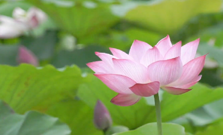 大美济宁泗水|“荷”你有约