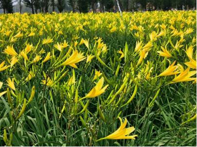 山西大同：全景式展现“致富花”发展成果