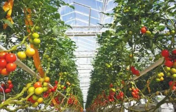 全新姿态阔步前行 黑龙江大庆县域经济打出“特色牌”