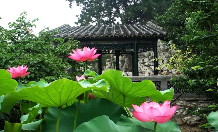 【畅游济宁】来济宁这些地方赏荷吧！