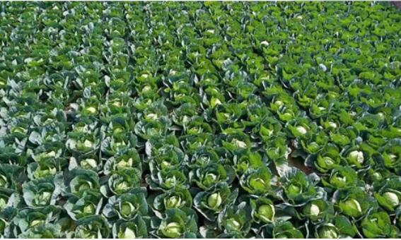 高原夏菜绘就甘肃榆中现代农业新画卷