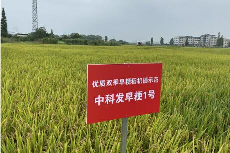 我国成功培育双季早粳稻新品种“中科发早粳1号”