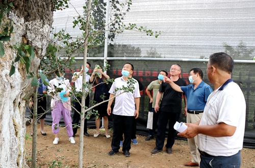 开展古树保护论证!郯城县胜利镇为古树求良方