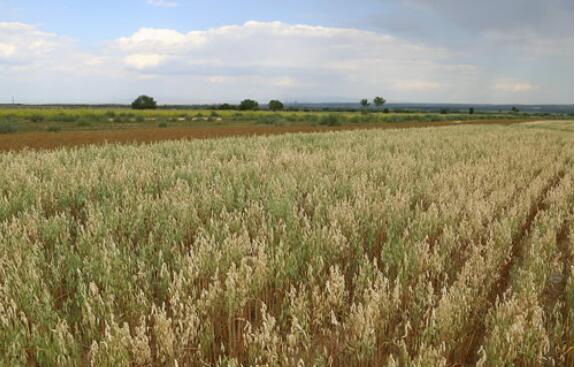内蒙古乌兰察布：燕麦开出“致富花”