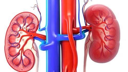 得了泌尿系统结石，怎么办？别慌，德州市中医院专家告诉您