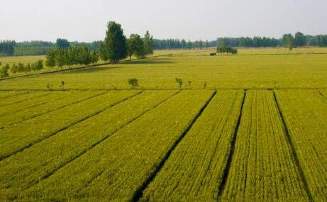 北京市全面推行“田长制”，年底前建立四级责任体系