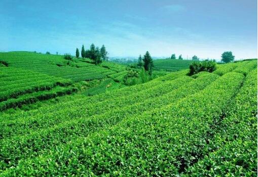 福建省诏安县获