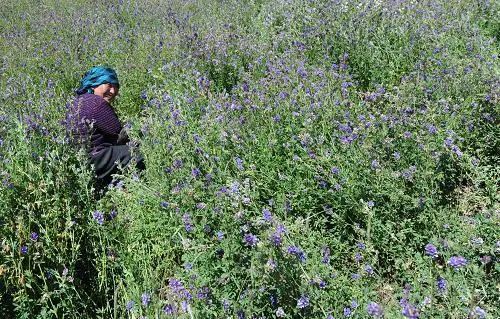 西藏种草背后：中国草原保护和草业发展有一个大战略