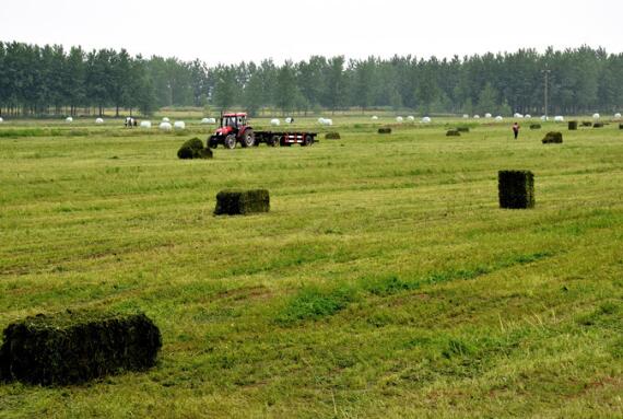 农业农村部：引导构建现代饲草商业化育种体系