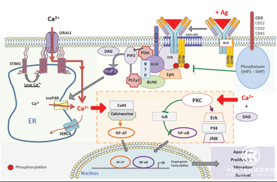 ACROBiosystems百普赛斯解读CD79B，助力满足临床待满足需求