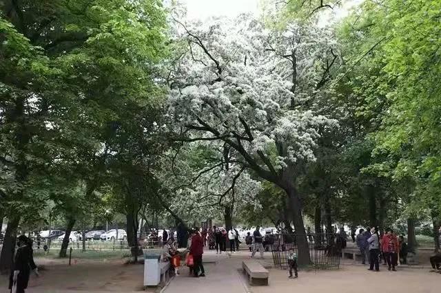 戴庄医院300年古流苏树重新归位