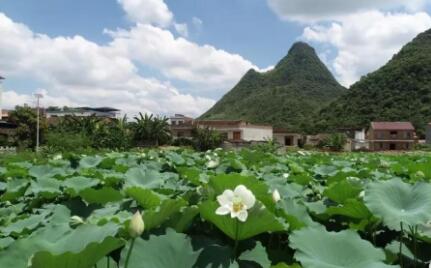 乡村产业旺 乡风文明新——广西合山吹响乡村振兴“变奏曲”