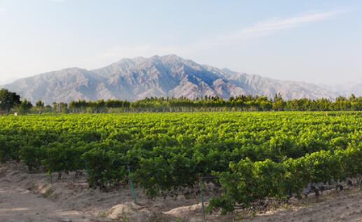 “全球葡萄酒旅游目的地”殊荣花落宁夏