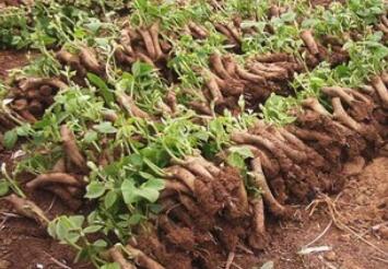 广西藤县拓宽葛根产业链 带动5021人脱贫致富