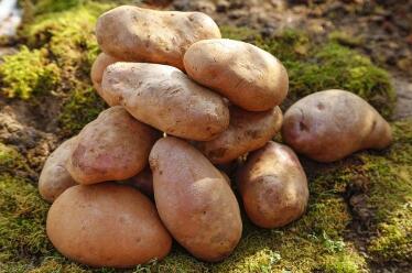 山西马铃薯种植有了好种源