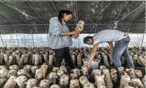 山西以政府采购政策支持乡村产业振兴