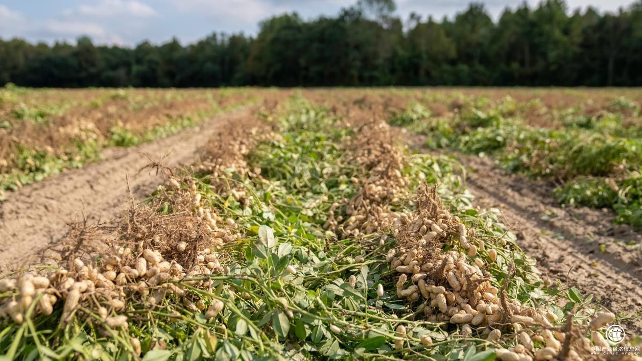 高品质原料保障，成就匠心酒鬼花生！
