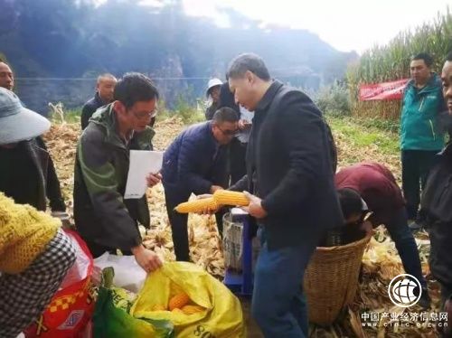 1283.6 公斤！四川丹巴县示范田玉米亩产破全省记录