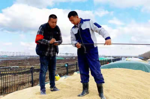 兴凯湖农场有限公司党员干部齐上阵助农售粮暖人心