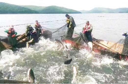 黑龙江渔业迎来“南渔北移”发展机遇