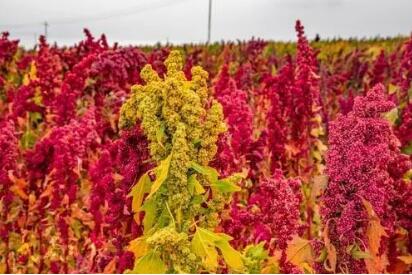 中国高原藜麦之都的崛起