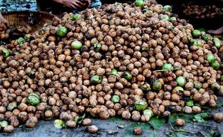 用好国家政策 发展优势产业 云南临沧打造