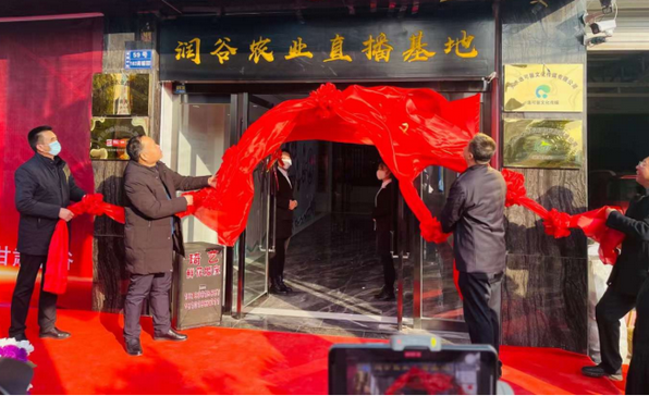 甘谷县举行天水润谷农业直播基地揭牌仪式