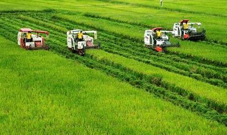 重庆今年超额完成国家下达粮食生产任务