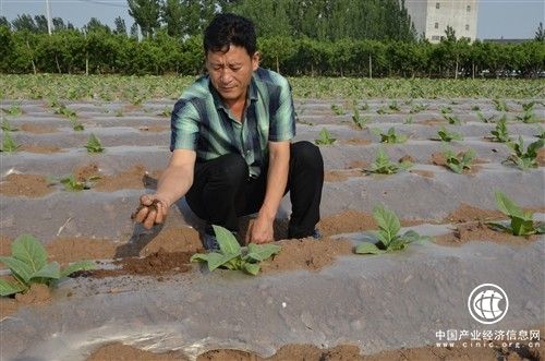 种烟当能手，爱拼才会赢 ——山东潍坊安丘烟农郑希杰带头种烟致富纪实