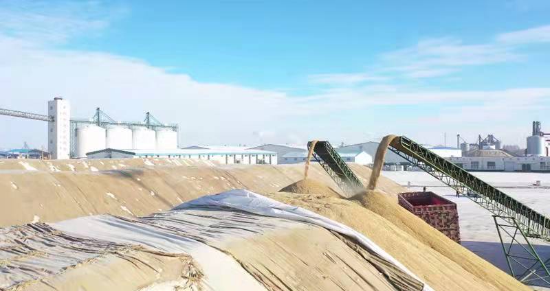 黑龙江前进农场有限公司种植户积极交售政策性粮