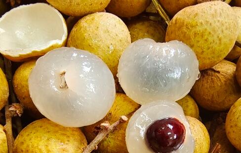 “中国金牌龙眼之乡”广东高州：桂圆肉飘香海内外