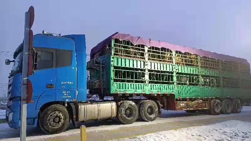 700头优质奶牛入驻黑龙江富裕县 县企合作取得新跨越