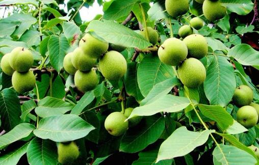 云南永平着力创建“中国有机核桃第一县”