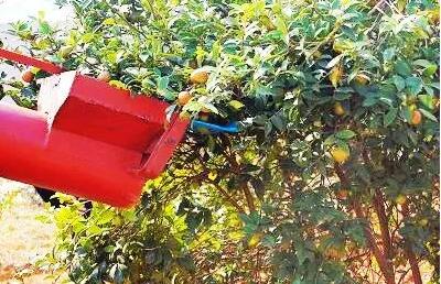 我国自主研发油茶果采收机进入产业化阶段