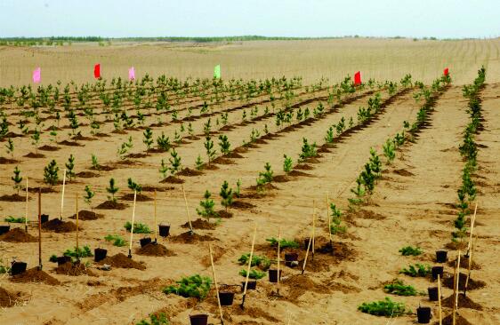 “十三五”期间黑龙江省完成沙化土地综合治理220.38万亩