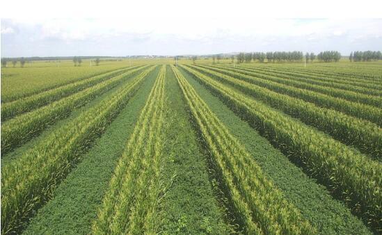农业农村部编发大豆玉米带状复合种植指南