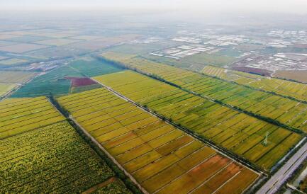 《天津市乡村产业发展“十四五”规划》发布