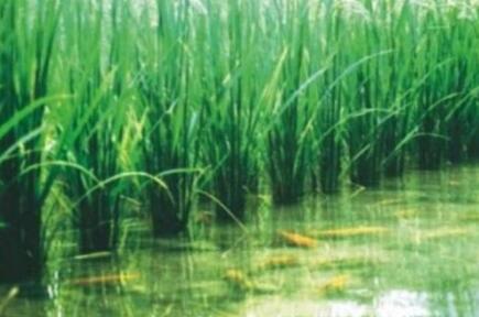 “数字稻渔、渔旅融合”构建浙江桐庐渔业产业发展新格局