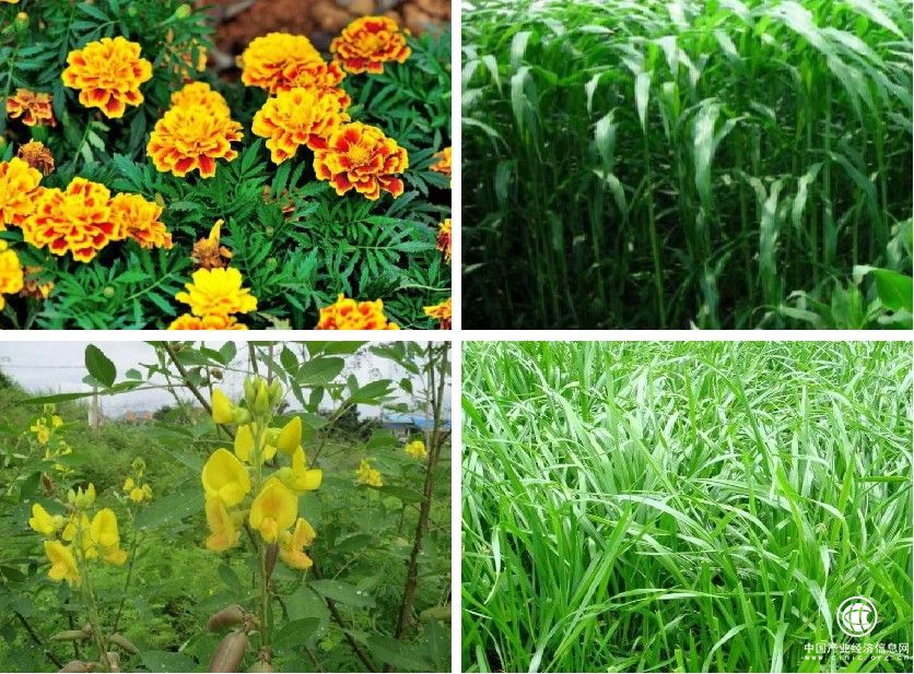  圣轩草业：响应国家治理荒漠化号召，为环境绿化工程添砖加瓦