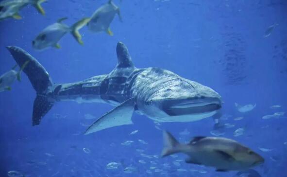 世界首条仿生鲸鲨精彩亮相